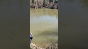 Карп 9.260кг на удилище для ловли методом херабуна " Большой карась-бамбук " 4.8 метров,19 строя