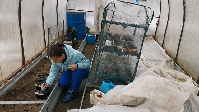 8.04.26г. Сею сидераты в теплицу. Как улучшить качество почвы?