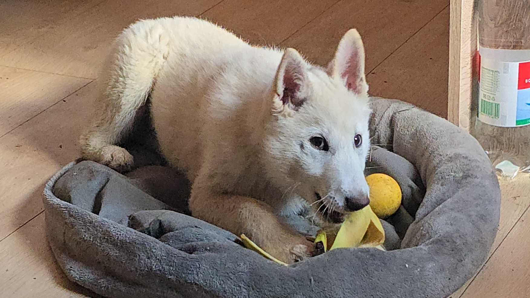 Перед завтраком