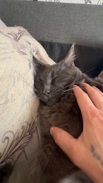 Кот храпит как танк