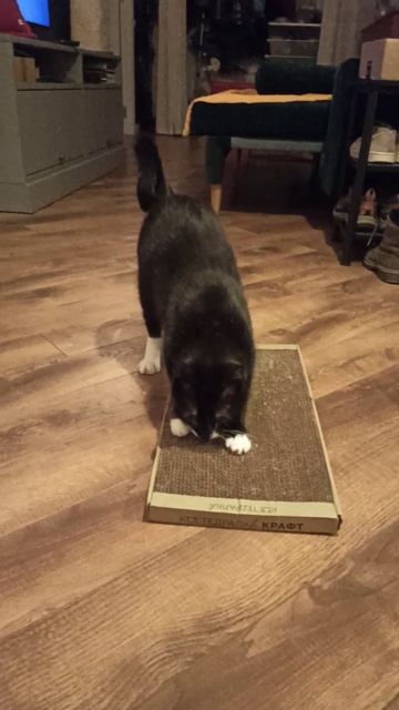 Кот Федор когтеточку оценил и рекомендует!❤️