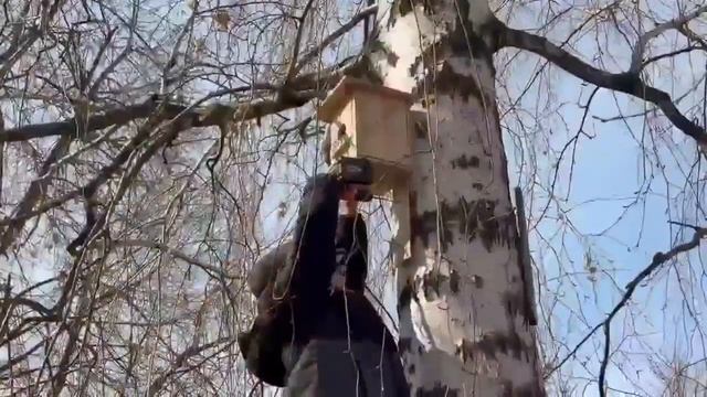 Учащиеся первой школы города Мензелинска повесили в парк Победы скворечники.