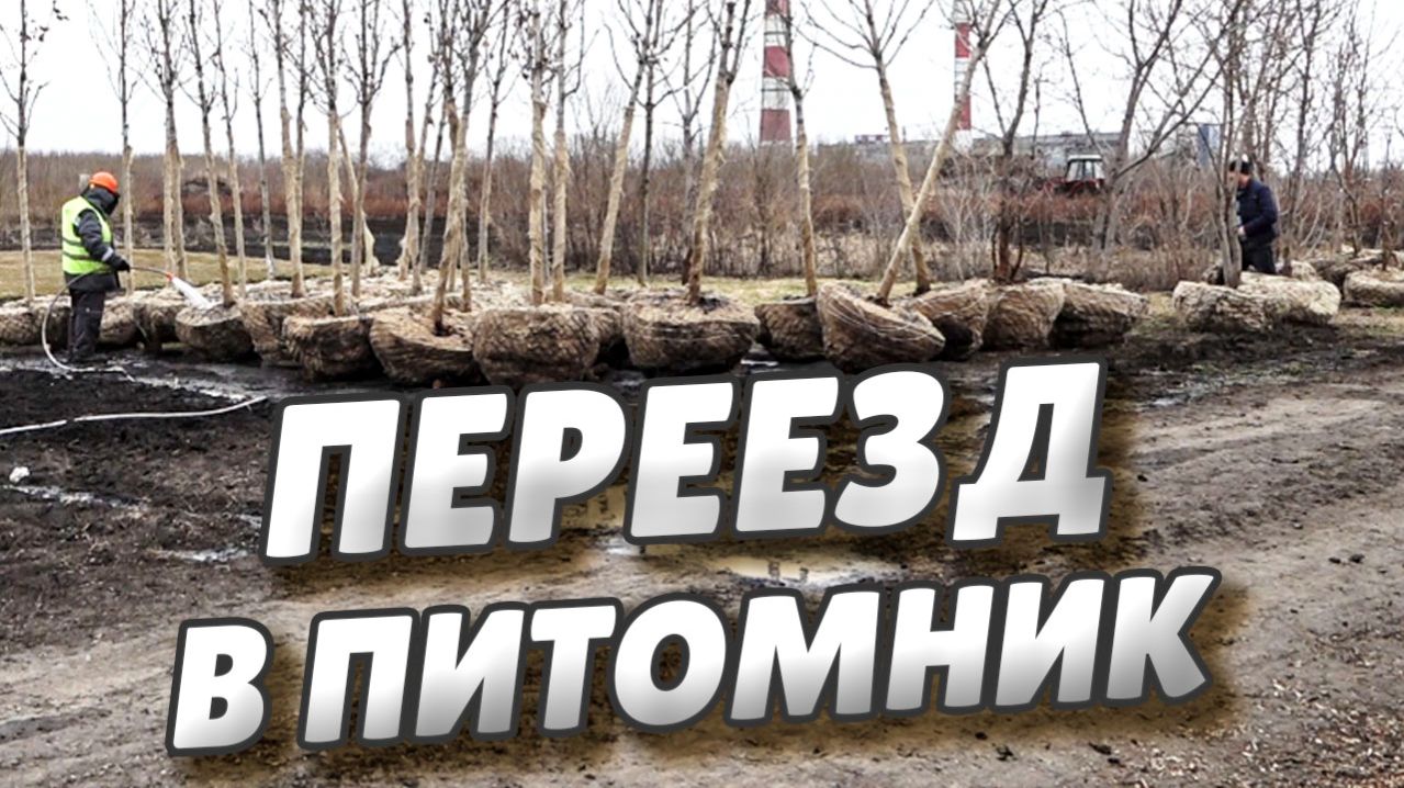 Краснолистные «олимпийские» клёны перевезли в муниципальный питомник