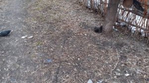 Опять голубки.