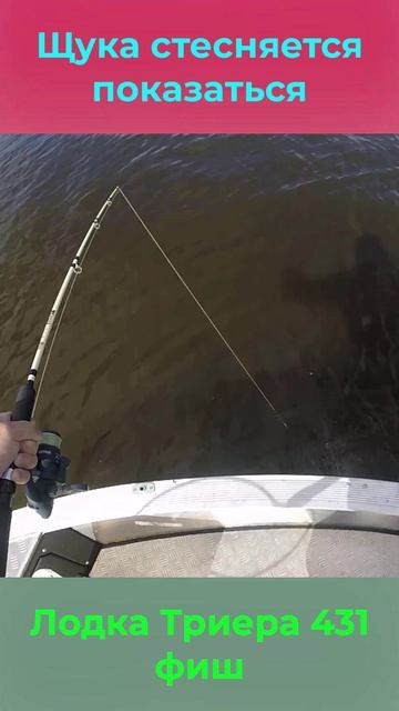 Щука стесняется показаться!