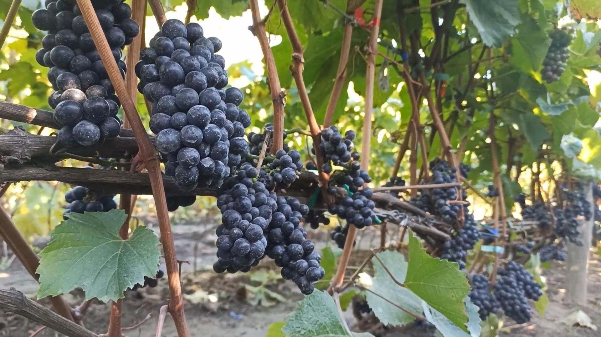 Технический Виноград Пино Нуар Ростов-на-Дону.  Донская Лоза