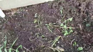 один сезон с барматухой