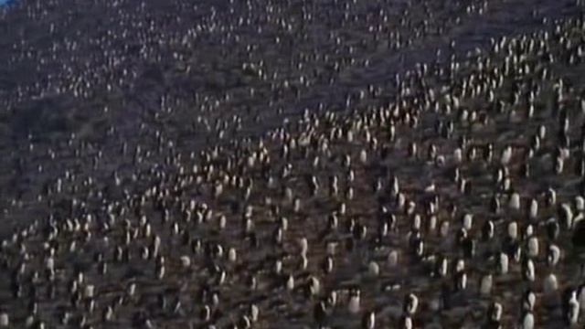 Первозданная природа. Эдем жизни 18 серия (документальный сериал, 1997)