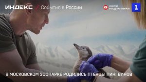 В Московском зоопарке родились птенцы пингвинов