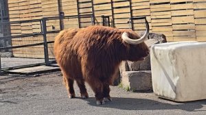 video_20260407_124855