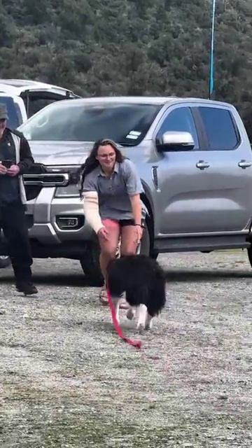 В горах Новой Зеландии волонтеры спасли собаку, которая неделю ждала хозяйку