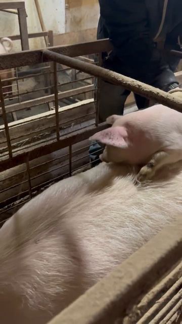 Переходный период у поросят сосунов что делать для лучшего роста 09-04-2026