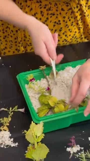 Мои черенки уже настолько активно растут