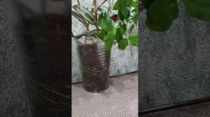 Хобби минус