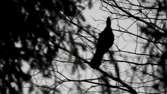 SAM_0431На глухарином току.Токует на осине в 6 ч. утра.