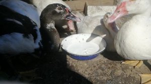 Причина, по которой у меня больше нет козы, - мы не пьем молоко.