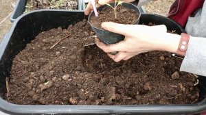 Пикировка томатов. Вся рассада переехала в теплицу.