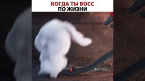 Бос по жизни мультфильм
