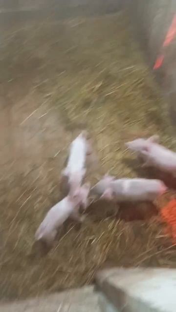 Внуки и дочка моей свиноматки. Покупали у меня год назад, крытая дюрком 09-04-2026