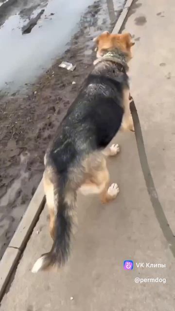 Приезжайте к нам в приют! Наши подопечные с нетерпением ждут каждые выходные, чтобы погулять!🦮