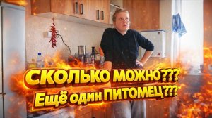 КУПИЛИ ДОМ В ДЕРЕВНЕ | ЕЩЁ ОДИН ПИТОМЕЦ | КАПЕЕЕЦ НАПАСТЬ | Дом в деревне