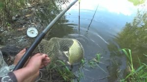 Закормила под корягой  Поплавок выкладывает крупняк Рыбалка с друзьями