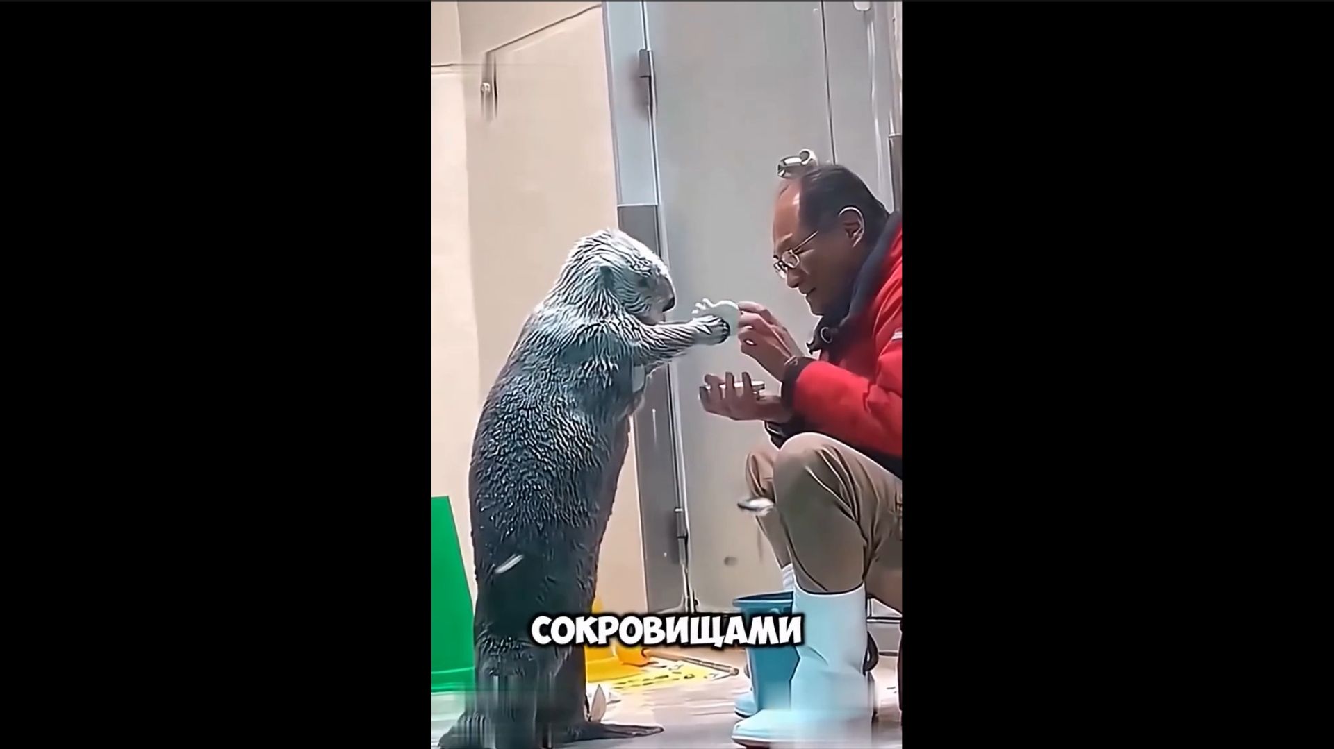 Морская выдра