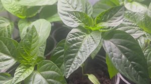 Нужна ли подкормка рассаде.