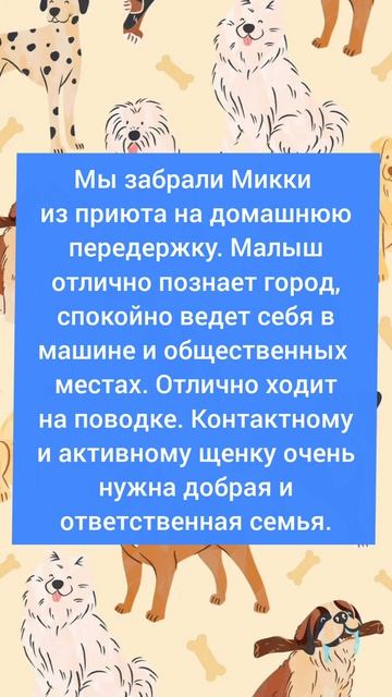 ❤ Микки ищет дом! 🏡🐕 #Москва