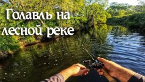 В поисках ГОЛАВЛЯ с КАСТИНГОМ. Лесная река.