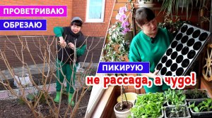 НЕ РАССАДА, А ЧУДО! Без ЛАМП и РАННЕГО ПОСЕВА! Живы ли тюльпаны? Проветриваю и обрезаю.