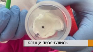 Три юных пациента с укусами клещей обратились в КДМЦ с начала апреля