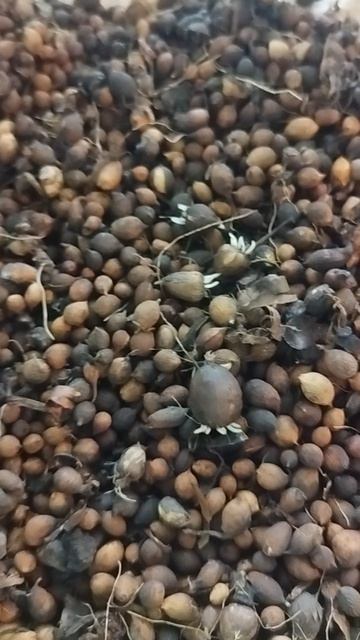 Гладиолусы. Подготовка к посадке. 100 тысяч деток готовим к посадке