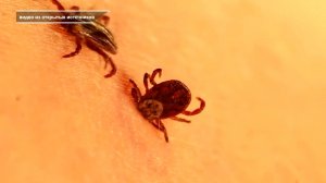 КЛЕЩИ АТАКУЮТ: 31 ПОСТРАДАВШИЙ