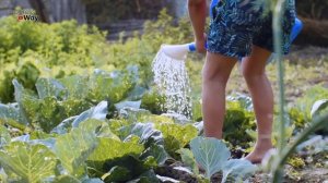 СУПЕР СРЕДСТВО ДЛЯ КАПУСТЫ ОТ ВРЕДИТЕЛЕЙ БЕЗ ХИМИИ.