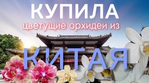 Мои первые китайские орхидеи. Крупный поставщик. Мой выбор из 1000