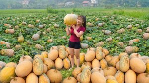 Я собрала, много больших тыкв. Отвезу из на продажу, на деревенский рынок |Ly Tieu Toan