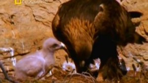 Первозданная природа. Эдем жизни 12 серия (документальный сериал, 1997)