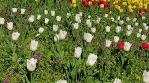 ВЕСЕННЯЯ МЕЛОДИЯ ТЮЛЬПАНОВ