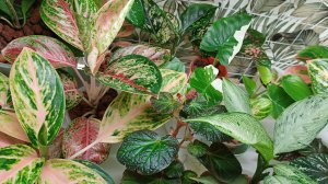 Болталка на околоцветочные темы🌿❤️☀️