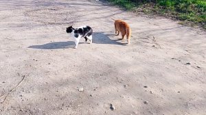 Домашние кошки