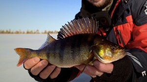 ПОСЛЕДНИЙ ЛЁД! ЗАКРЫВАЕМ СЕЗОН на таёжном озере | РЫБАЛКА УДАЛАСЬ