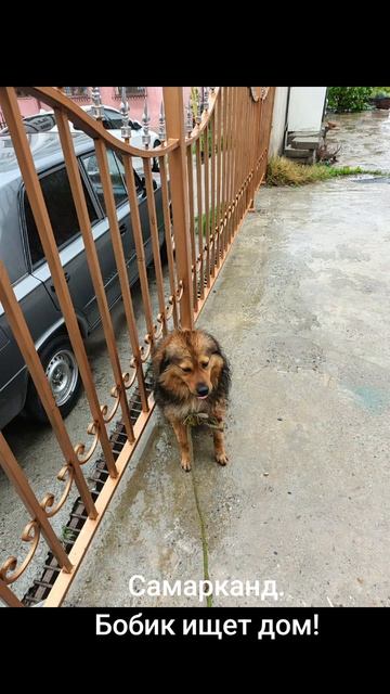Бобик ищет дом