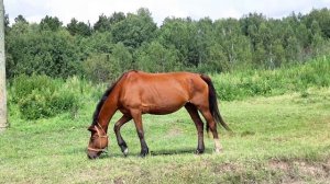 5 озер Омской области