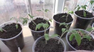 Рассада девятого апреля