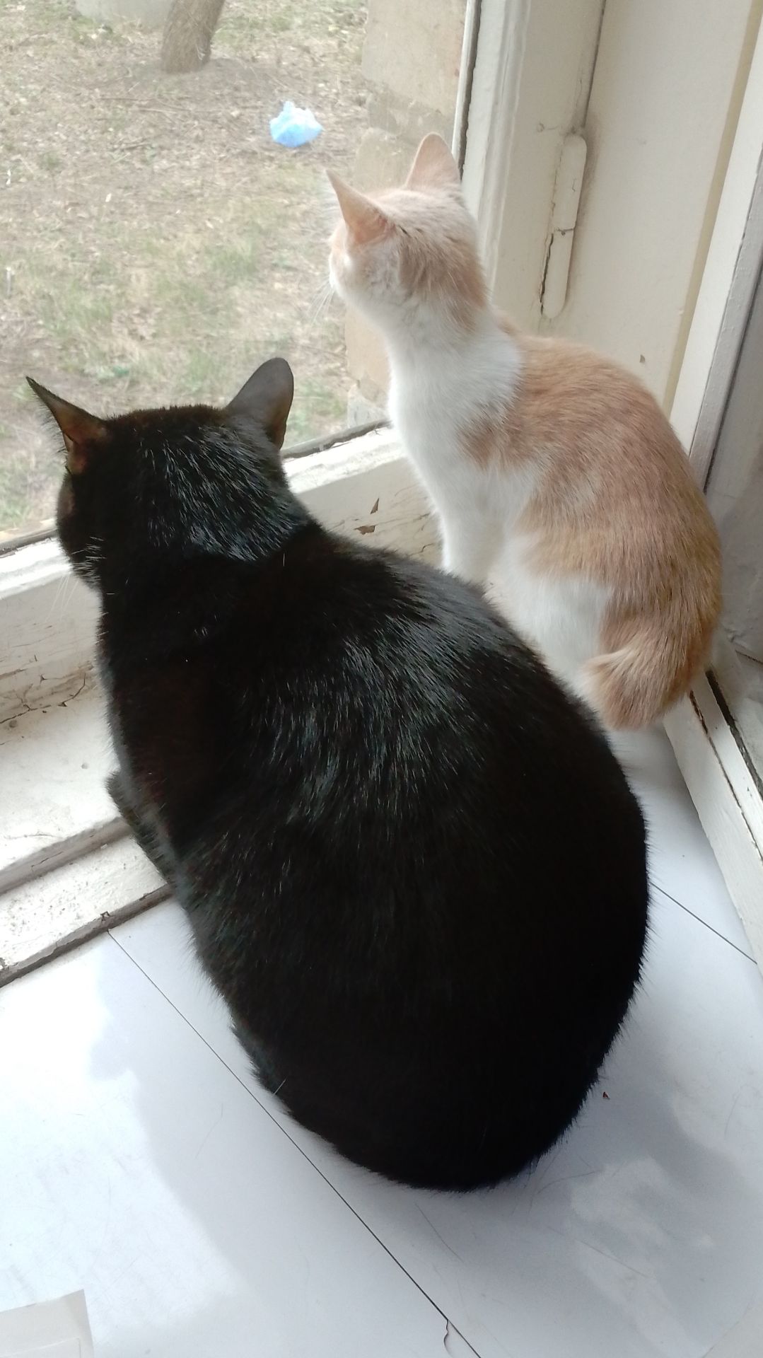 Мои кот и котенок подружились!🥰