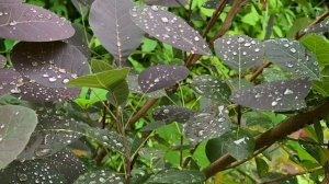 Разноцветы