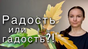 Обзор Филодендрона Карамель Марбл Вар Philodendron Caramel Marble Var Выращивание Грунт ПОЛИВ