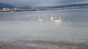 20260226_174455 лебеди в Геленджике