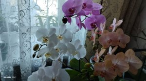 Мои красавицы орхидеи продолжают цвести
